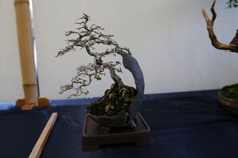 Wauchope Bonsai Workshop Group - Accommodation Georgetown 1