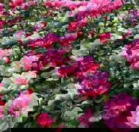 2020 Woolmers Estate Festival of Roses - Accommodation Georgetown