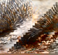 Aussie Wildlife Course - October Condensed Weekend Course - Accommodation Georgetown