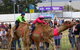 Camel Races At Gosford Showgrounds - thumb 0