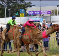 Camel Races at Gosford Showgrounds - Accommodation Georgetown