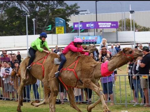 Camel Races At Gosford Showgrounds - Accommodation Georgetown 0