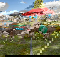 Caragabal Sheep Races - Accommodation Georgetown