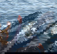 Eden Whale Festival - Accommodation Georgetown