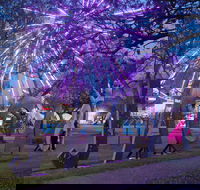 Grafton Jacaranda Festival - Accommodation Georgetown