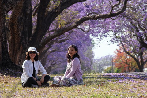 Grafton Jacaranda Festival - Accommodation Georgetown 1