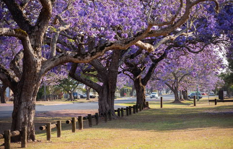 Grafton Jacaranda Festival - Accommodation Georgetown 2