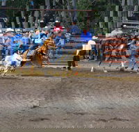 North Queensland Elite Rodeo - Accommodation Georgetown