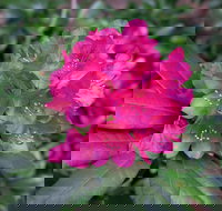 Rhododendrons at Brangayne - Accommodation Georgetown