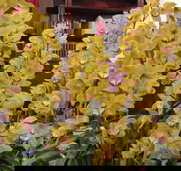 Sapphire Coast Orchid Club Winter Orchid Show - Accommodation Georgetown
