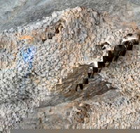 2020 Katherine Bird Festival - Accommodation Georgetown