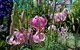 Burnie Lilium Show - thumb 1