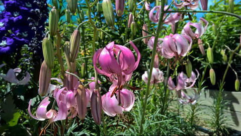 Burnie Lilium Show - Accommodation Georgetown 1