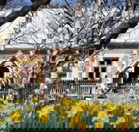 Daffodils at Rydal - Accommodation Georgetown
