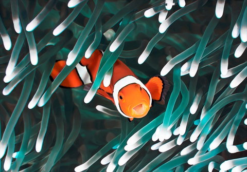 Great Barrier Reef Masters Games - Accommodation Georgetown 1