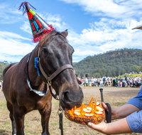 Horses Birthday Festival - Accommodation Georgetown