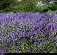 Lavender Herb and Chilli Festival - Accommodation Georgetown