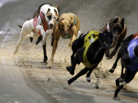 Twilight Greyhound Racing - Accommodation Georgetown 0