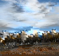 Annual Bredbo Sheep Dog Trials - Accommodation Georgetown