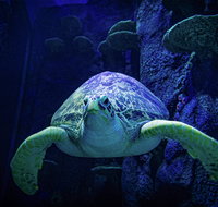 Sydney's Aquarium - Accommodation Georgetown