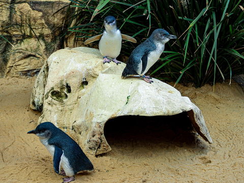 Sydney's Aquarium - Accommodation Georgetown 2