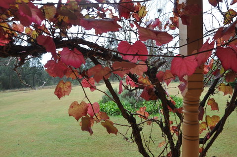 Woolshed Hill Estate - Accommodation Georgetown 1