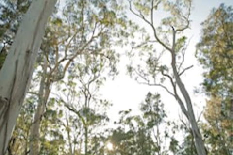 Paperbark Camp - Accommodation Georgetown 1