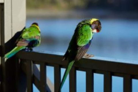 RAC Karri Valley Resort - Accommodation Georgetown 3