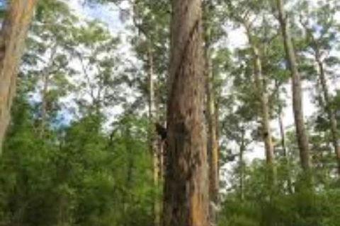 RAC Karri Valley Resort - Accommodation Georgetown 1