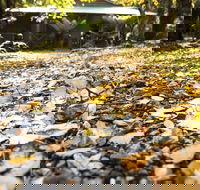 Cradle Forest Inn - Accommodation Georgetown