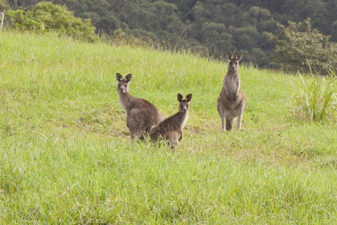 Wilderberry Cottage - Accommodation Georgetown 6