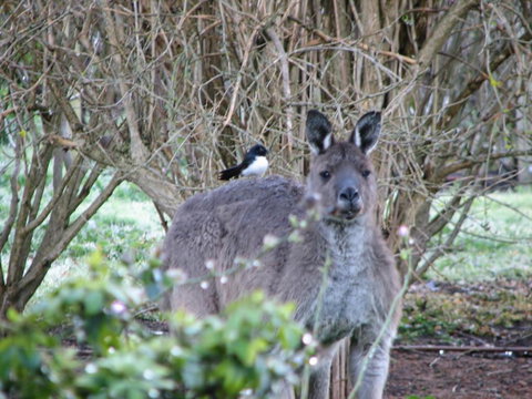 Jilba - Accommodation Georgetown 2