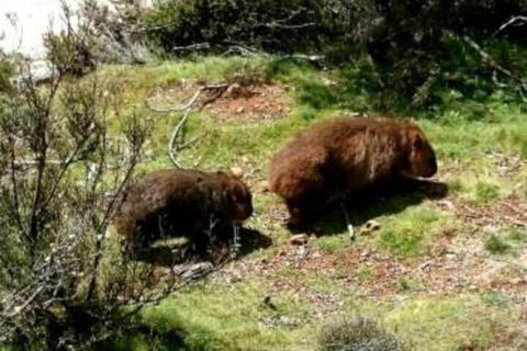 Wombat Cabin - Accommodation Georgetown 7
