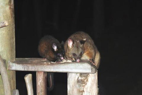 Wombat Cabin - Accommodation Georgetown 5