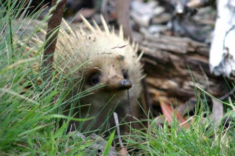 Wombat Cabin - Accommodation Georgetown 2