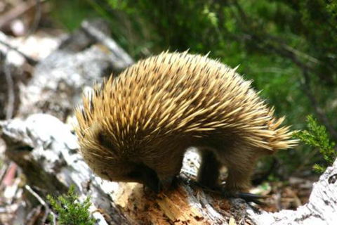Wombat Cabin - Accommodation Georgetown 4