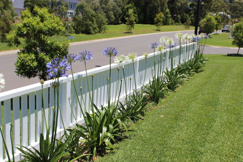 Red Waratah - Accommodation Georgetown 2