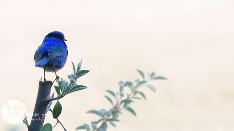 Tegwan's Nest - Accommodation Georgetown 1