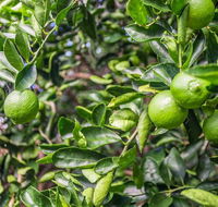 Stone  Grove - Accommodation Georgetown