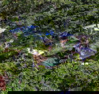 Unique Tropical Rainforest Getaway