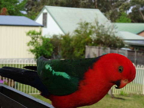 Glasford Crescent 7 KIOLOA - Accommodation Georgetown 6