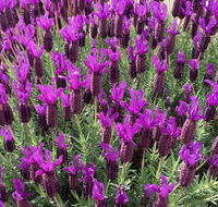 The Green Welly Stop - Accommodation Georgetown