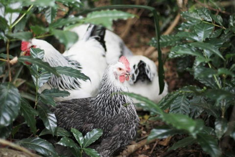 Maviss Cabins At Mt. Warning - Accommodation Georgetown 3