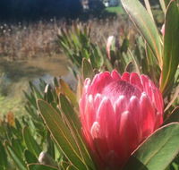 Creswick Cabin Retreat - Accommodation Georgetown