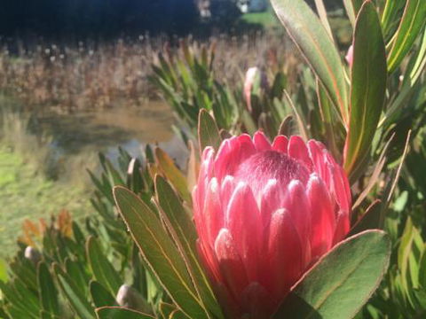 Creswick Cabin Retreat - Accommodation Georgetown 0