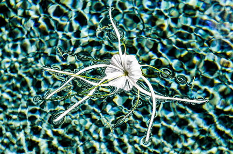 The Bay - Accommodation Georgetown 4