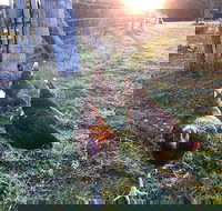 Bryn Glas Farm Stay - Accommodation Georgetown