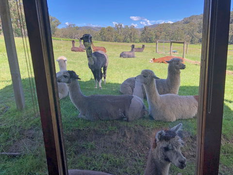 Valley Farm Vineyard Cottages - Accommodation Georgetown 2
