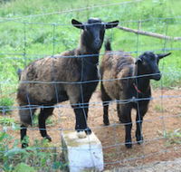 Alstonville Country Cottages - Accommodation Georgetown