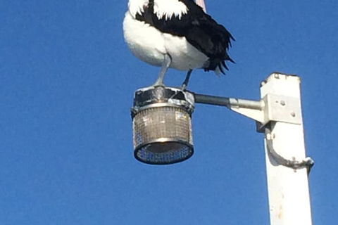 Sanctuary Lakes Fauna Retreat - Accommodation Georgetown 3